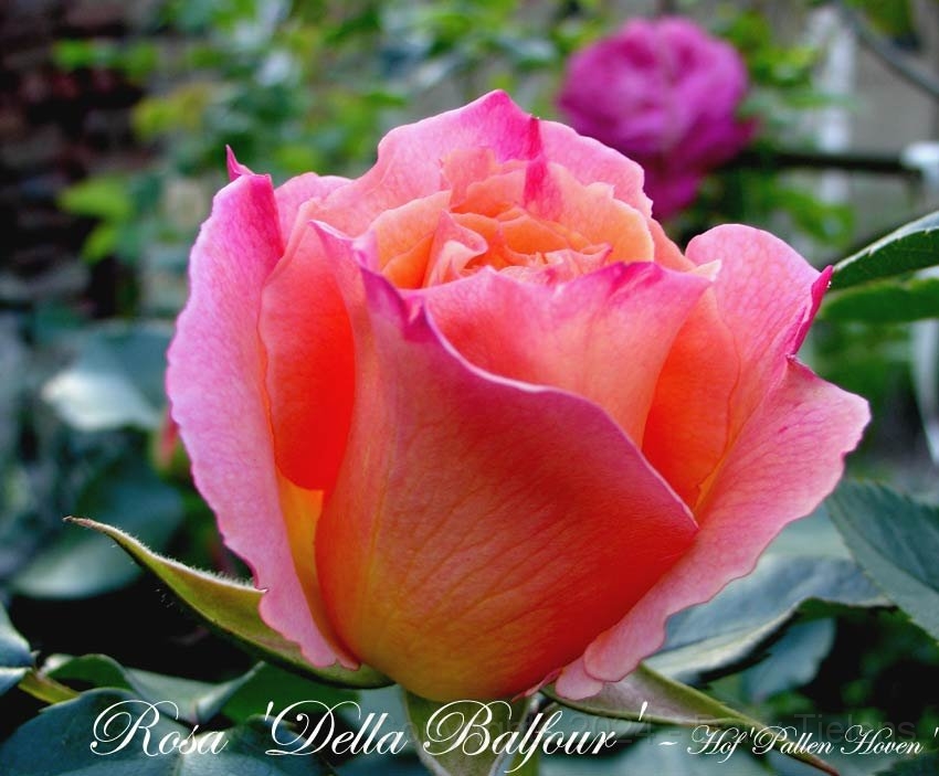 Rosa - Della-Balfour 6.jpg